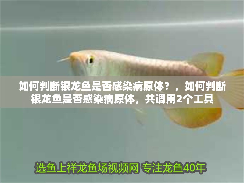 如何判斷銀龍魚是否感染病原體？，如何判斷銀龍魚是否感染病原體，共調用2個工具