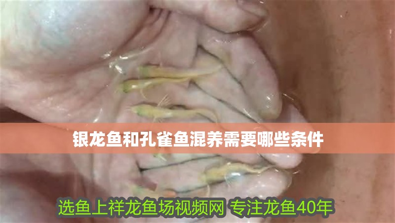 銀龍魚和孔雀魚混養需要哪些條件