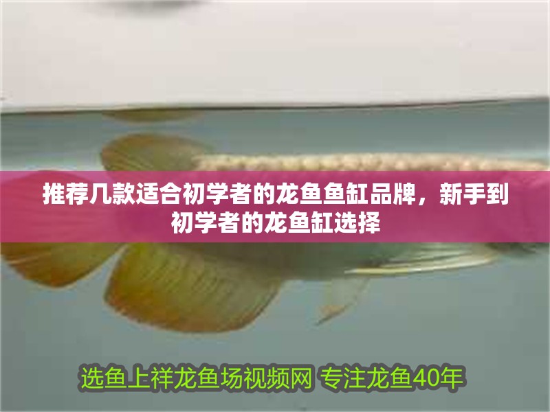 推薦幾款適合初學者的龍魚魚缸品牌，新手到初學者的龍魚缸選擇
