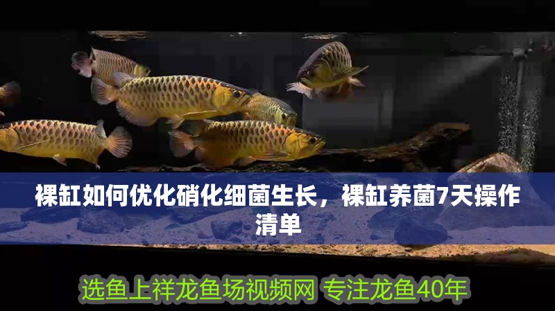 裸缸如何優化硝化細菌生長，裸缸養菌7天操作清單