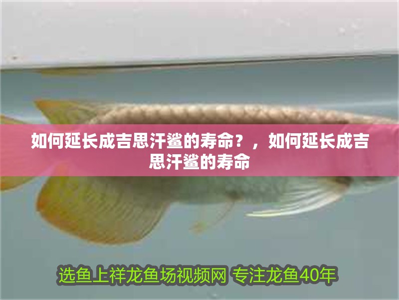 如何延長成吉思汗鯊的壽命?,如何延長成吉思汗鯊的壽命