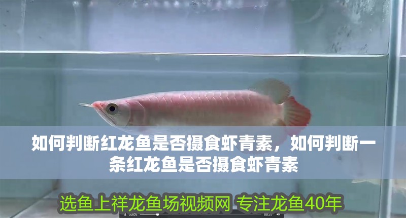 如何判斷紅龍魚是否攝食蝦青素，如何判斷一條紅龍魚是否攝食蝦青素