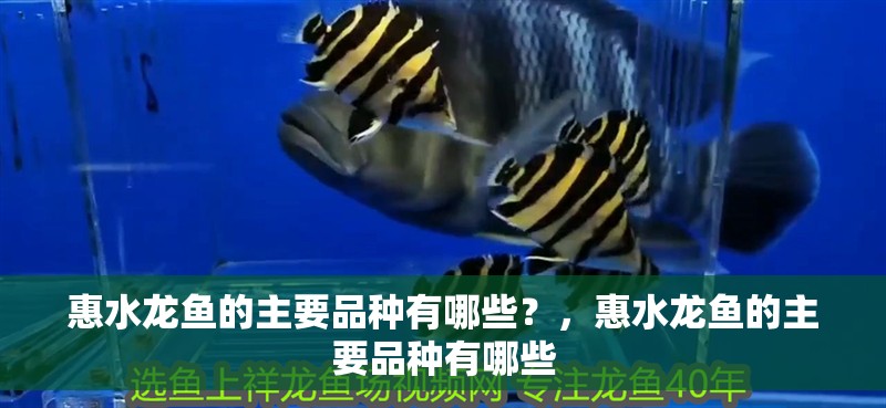 惠水龍魚的主要品種有哪些？，惠水龍魚的主要品種有哪些