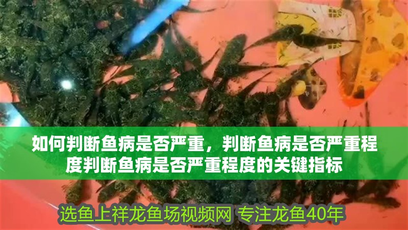 如何判斷魚病是否嚴(yán)重,判斷魚病是否嚴(yán)重程度判斷魚病是否嚴(yán)重程度的關(guān)鍵指標(biāo)