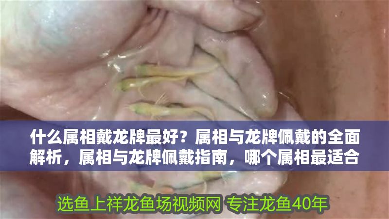 什么屬相戴龍牌最好？屬相與龍牌佩戴的全面解析，屬相與龍牌佩戴指南，哪個(gè)屬相最適合戴龍牌？