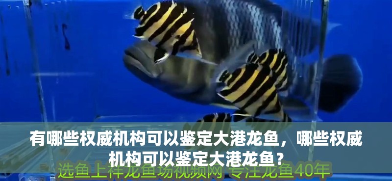 有哪些權威機構可以鑒定大港龍魚，哪些權威機構可以鑒定大港龍魚？