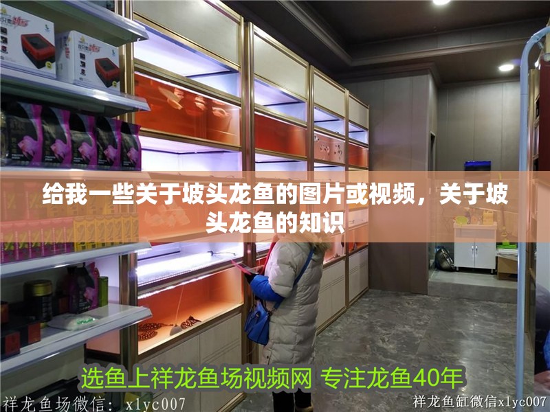 給我一些關于坡頭龍魚的圖片或視頻，關于坡頭龍魚的知識
