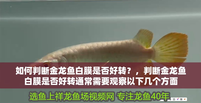 如何判斷金龍魚白膜是否好轉？，判斷金龍魚白膜是否好轉通常需要觀察以下幾個方面