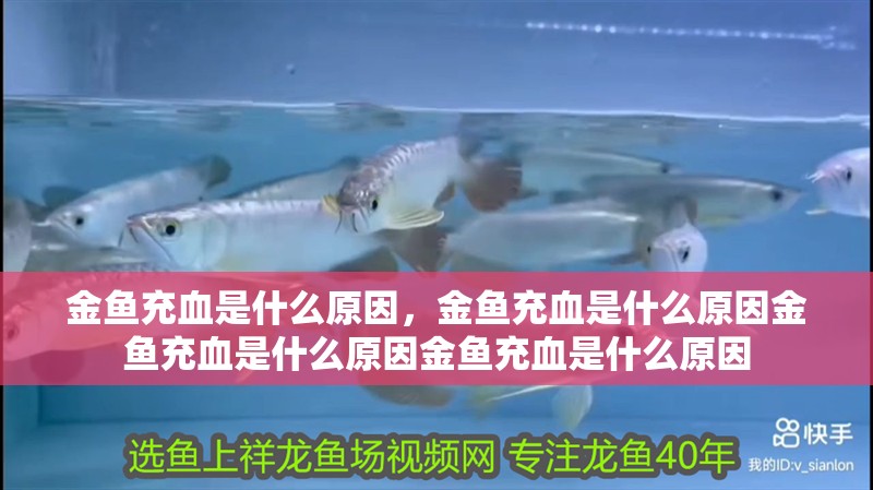 金魚充血是什么原因，金魚充血是什么原因金魚充血是什么原因金魚充血是什么原因