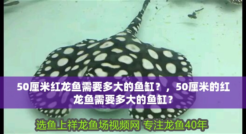 50厘米紅龍魚需要多大的魚缸？，50厘米的紅龍魚需要多大的魚缸？