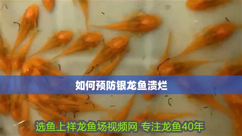 如何預防銀龍魚潰爛
