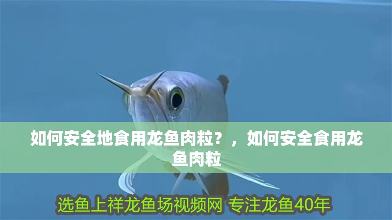 如何安全地食用龍魚肉粒？，如何安全食用龍魚肉粒