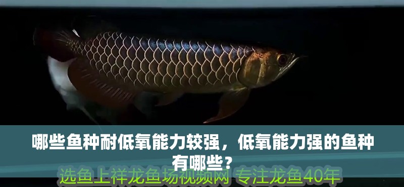 哪些魚種耐低氧能力較強(qiáng)，低氧能力強(qiáng)的魚種有哪些？