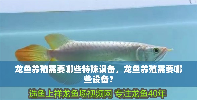 龍魚養殖需要哪些特殊設備，龍魚養殖需要哪些設備？