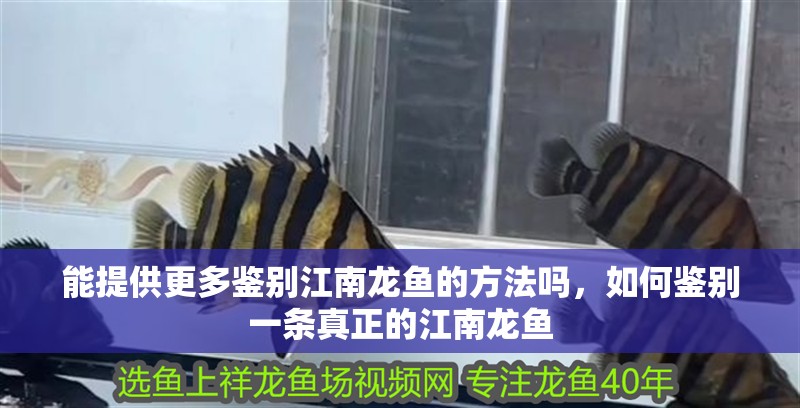 能提供更多鑒別江南龍魚的方法嗎，如何鑒別一條真正的江南龍魚