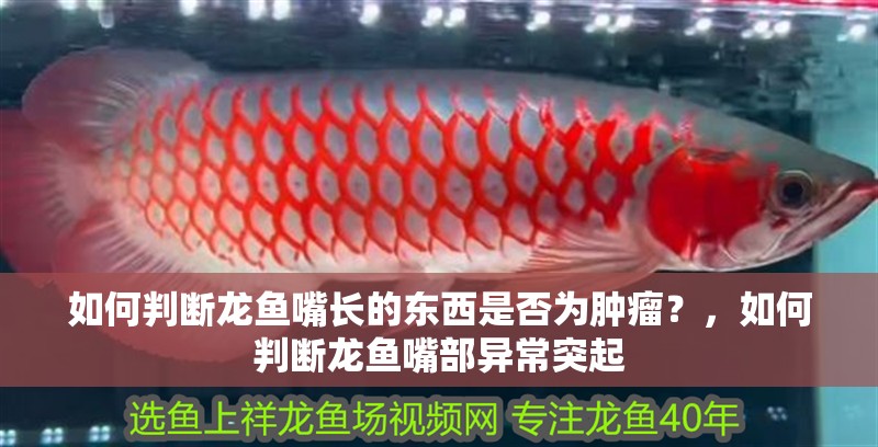 如何判斷龍魚嘴長的東西是否為腫瘤？，如何判斷龍魚嘴部異常突起