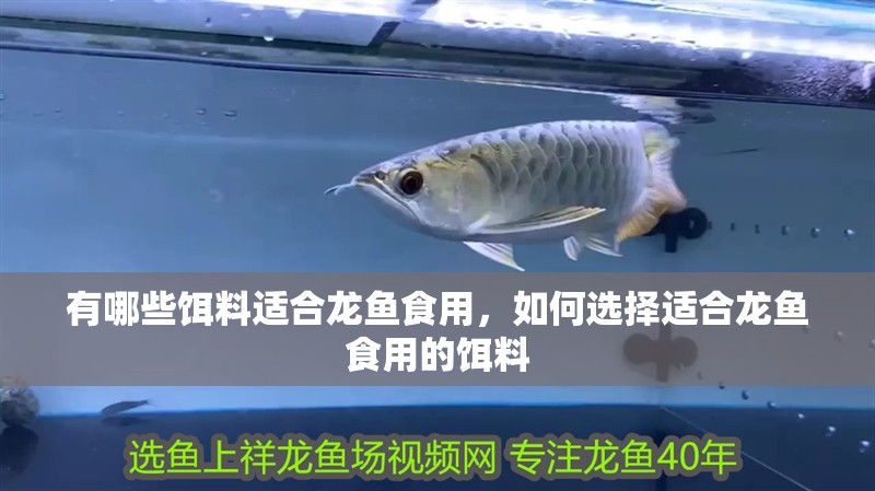 有哪些餌料適合龍魚食用，如何選擇適合龍魚食用的餌料