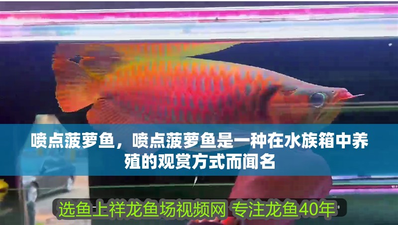噴點菠蘿魚，噴點菠蘿魚是一種在水族箱中養(yǎng)殖的觀賞方式而聞名
