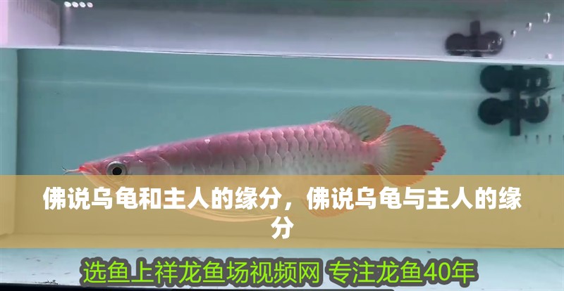 佛說烏龜和主人的緣分，佛說烏龜與主人的緣分
