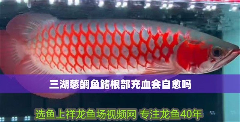 三湖慈鯛魚鰭根部充血會自愈嗎