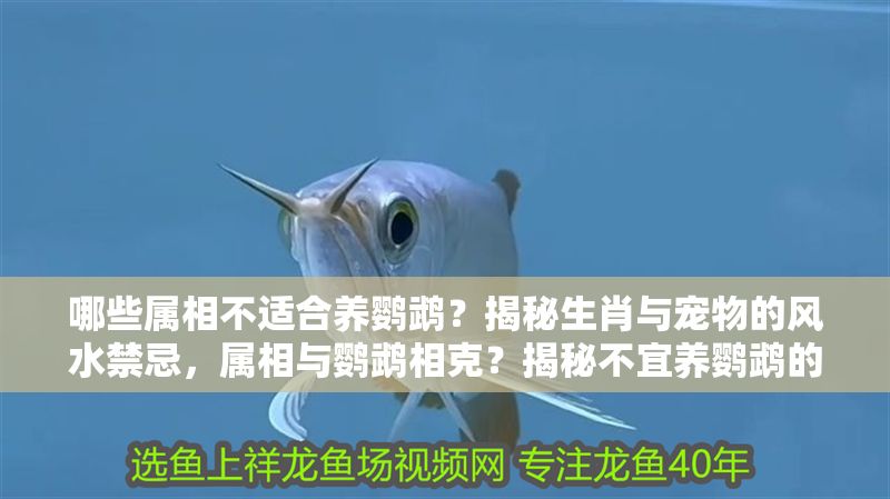 哪些屬相不適合養鸚鵡？揭秘生肖與寵物的風水禁忌，屬相與鸚鵡相克？揭秘不宜養鸚鵡的生肖風水禁忌