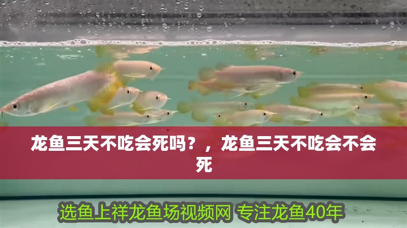 龍魚三天不吃會死嗎？，龍魚三天不吃會不會死