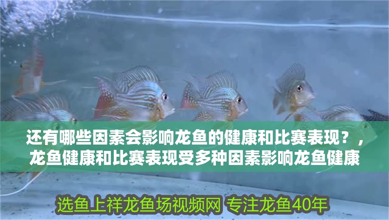 還有哪些因素會影響龍魚的健康和比賽表現？，龍魚健康和比賽表現受多種因素影響龍魚健康和比賽表現