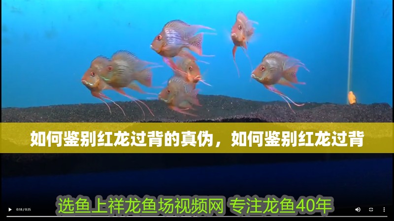 如何鑒別紅龍過背的真偽，如何鑒別紅龍過背