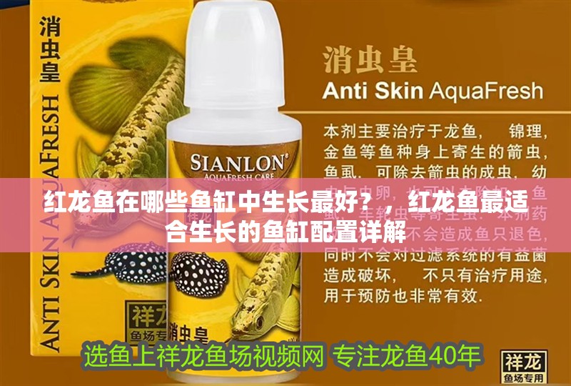 紅龍魚在哪些魚缸中生長最好？，紅龍魚最適合生長的魚缸配置詳解