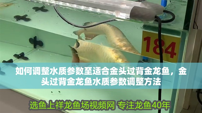 如何調(diào)整水質(zhì)參數(shù)至適合金頭過背金龍魚，金頭過背金龍魚水質(zhì)參數(shù)調(diào)整方法