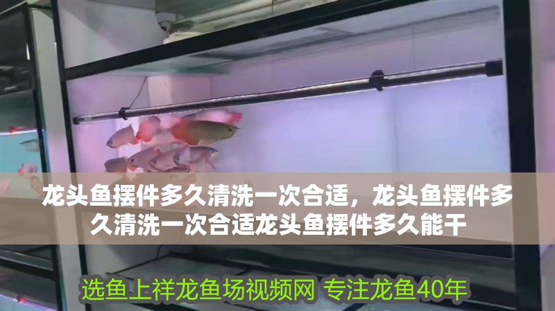 龍頭魚擺件多久清洗一次合適，龍頭魚擺件多久清洗一次合適龍頭魚擺件多久能干