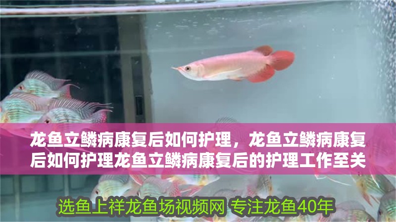 龍魚立鱗病康復后如何護理，龍魚立鱗病康復后如何護理龍魚立鱗病康復后的護理工作至關重要