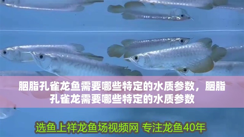 胭脂孔雀龍魚需要哪些特定的水質參數，胭脂孔雀龍需要哪些特定的水質參數