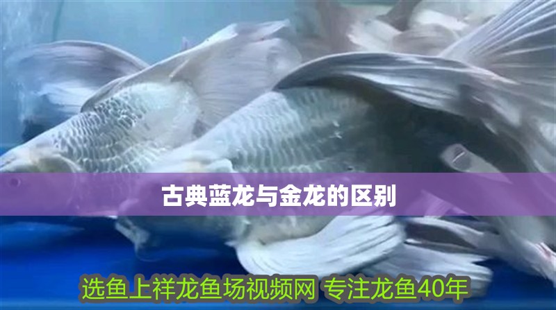 古典藍龍與金龍的區別