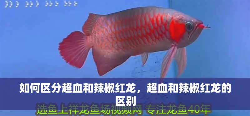 如何區分超血和辣椒紅龍，超血和辣椒紅龍的區別