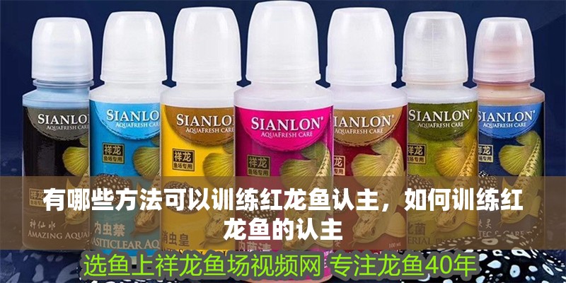 有哪些方法可以訓練紅龍魚認主，如何訓練紅龍魚的認主