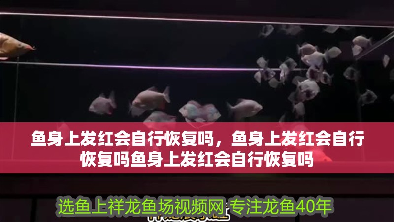 魚身上發紅會自行恢復嗎，魚身上發紅會自行恢復嗎魚身上發紅會自行恢復嗎