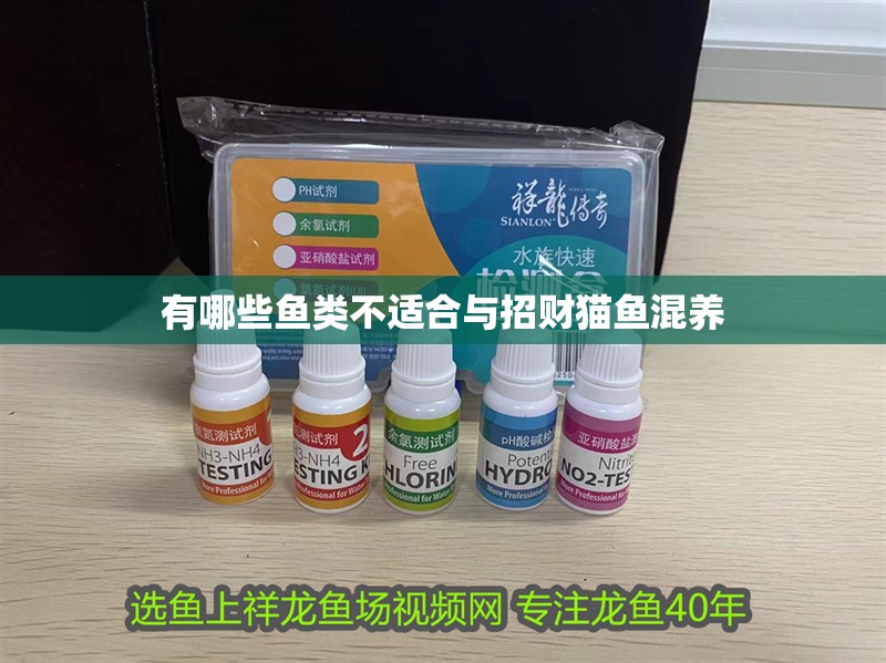 有哪些魚類不適合與招財貓魚混養