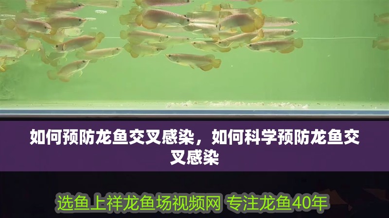 如何預防龍魚交叉感染，如何科學預防龍魚交叉感染