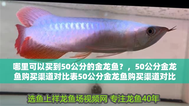 哪里可以買到50公分的金龍魚？，50公分金龍魚購買渠道對比表50公分金龍魚購買渠道對比表