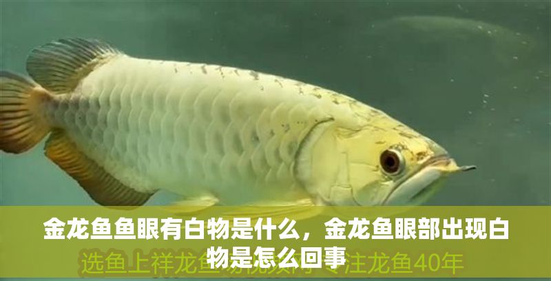 金龍魚魚眼有白物是什么，金龍魚眼部出現(xiàn)白物是怎么回事