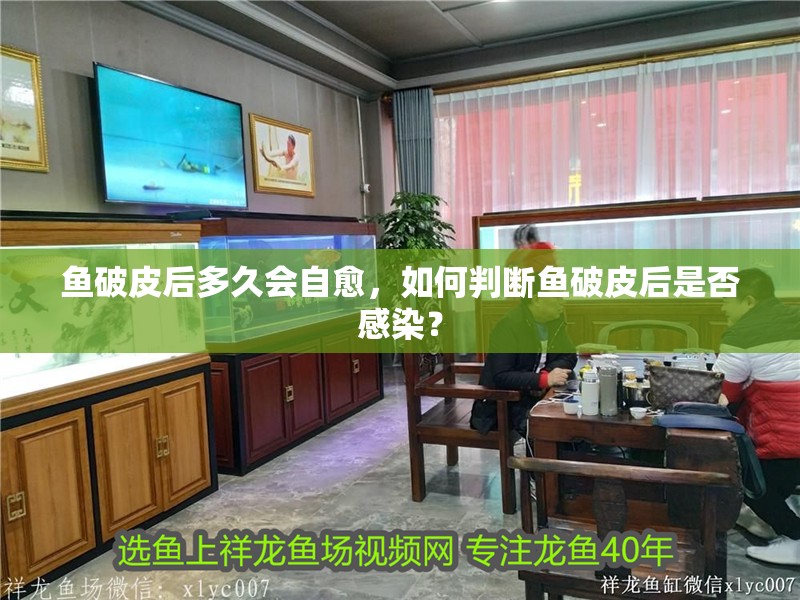 魚破皮后多久會自愈，如何判斷魚破皮后是否感染？