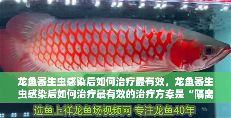 龍魚寄生蟲感染后如何治療最有效，龍魚寄生蟲感染后如何治療最有效的治療方案是“隔離+”