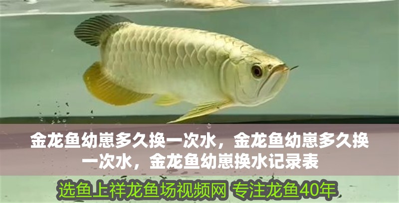 金龍魚幼崽多久換一次水，金龍魚幼崽多久換一次水，金龍魚幼崽換水記錄表