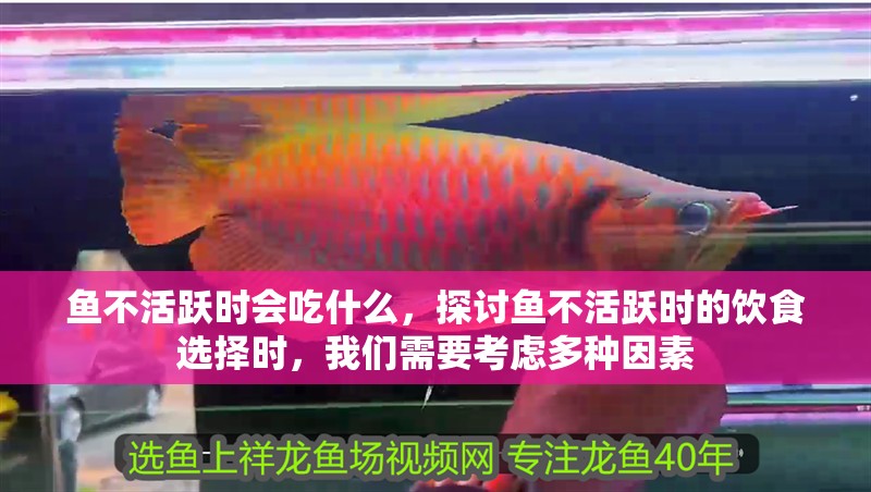 魚不活躍時(shí)會(huì)吃什么，探討魚不活躍時(shí)的飲食選擇時(shí)，我們需要考慮多種因素