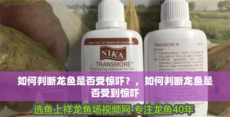 如何判斷龍魚是否受驚嚇？，如何判斷龍魚是否受到驚嚇