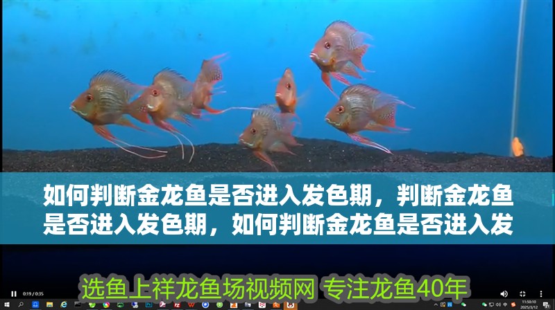 如何判斷金龍魚是否進入發色期，判斷金龍魚是否進入發色期，如何判斷金龍魚是否進入發色期