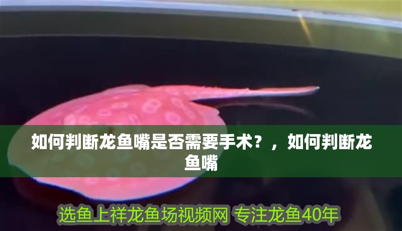 如何判斷龍魚嘴是否需要手術(shù)？，如何判斷龍魚嘴