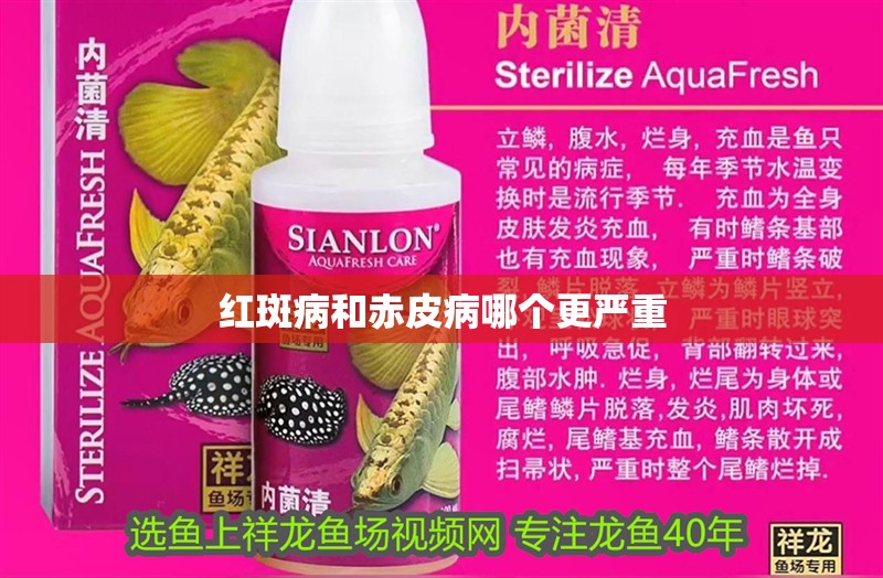 紅斑病和赤皮病哪個更嚴重