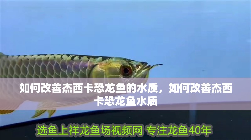 如何改善杰西卡恐龍魚的水質(zhì)，如何改善杰西卡恐龍魚水質(zhì)